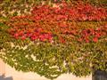  Boston ivy